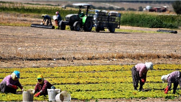 Genç Çiftçiye Teşvik Açıklandı, Urfa'dan İlk Tepki Geldi
