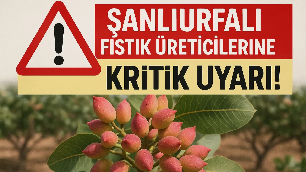 Şanlıurfalı Fıstık Üreticilerine Kritik Uyarı!