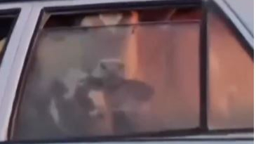 Şehir Turu Yapan İnek Görenleri Şaşırtttı!