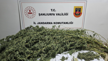 Şanlıurfa'da Jandarma Baskını: Çok Sayıda Madde Ele Geçirildi