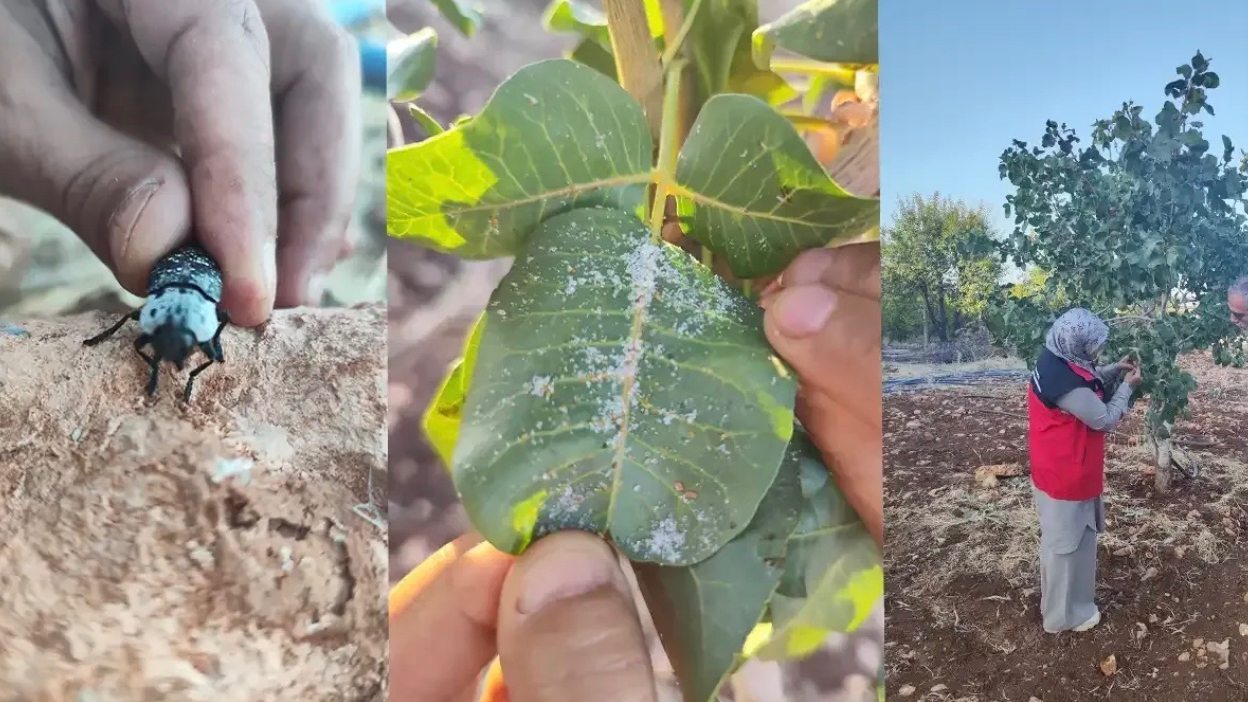 Şanlıurfa’da Fıstık Ağaçlarını Zararlılar Sardı