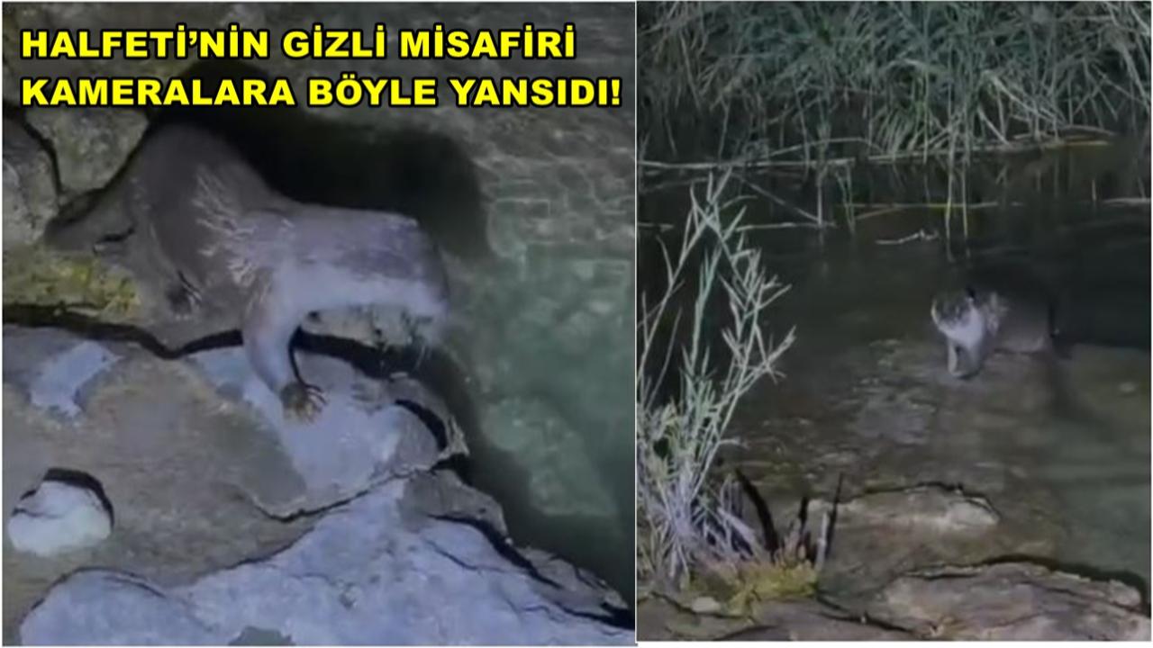 Halfeti’nin Gizli Misafiri Kameralara Böyle Yansıdı!