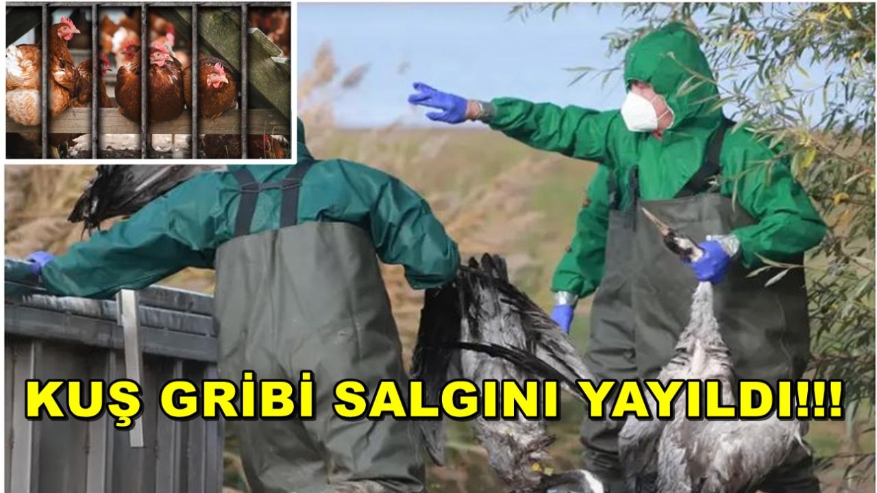Kuş Gribi Salgını Yayıldı
