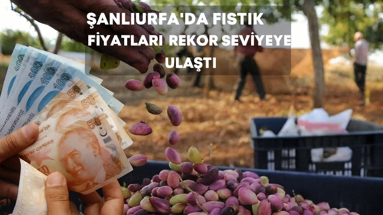 Şanlıurfa’da Fıstık Fiyatları Rekor Seviyeye Ulaştı