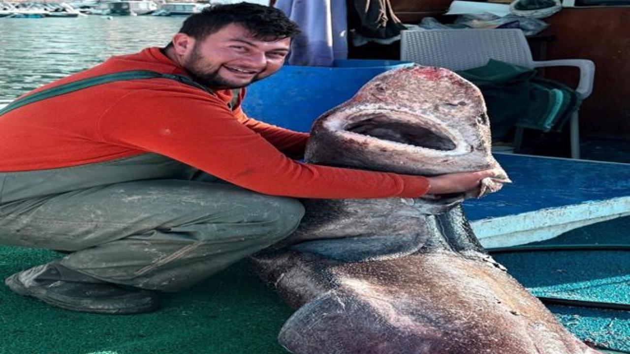 4 Metre Uzunluğunda Köpek Balığı İşte Böyle Ağa Takıldı!