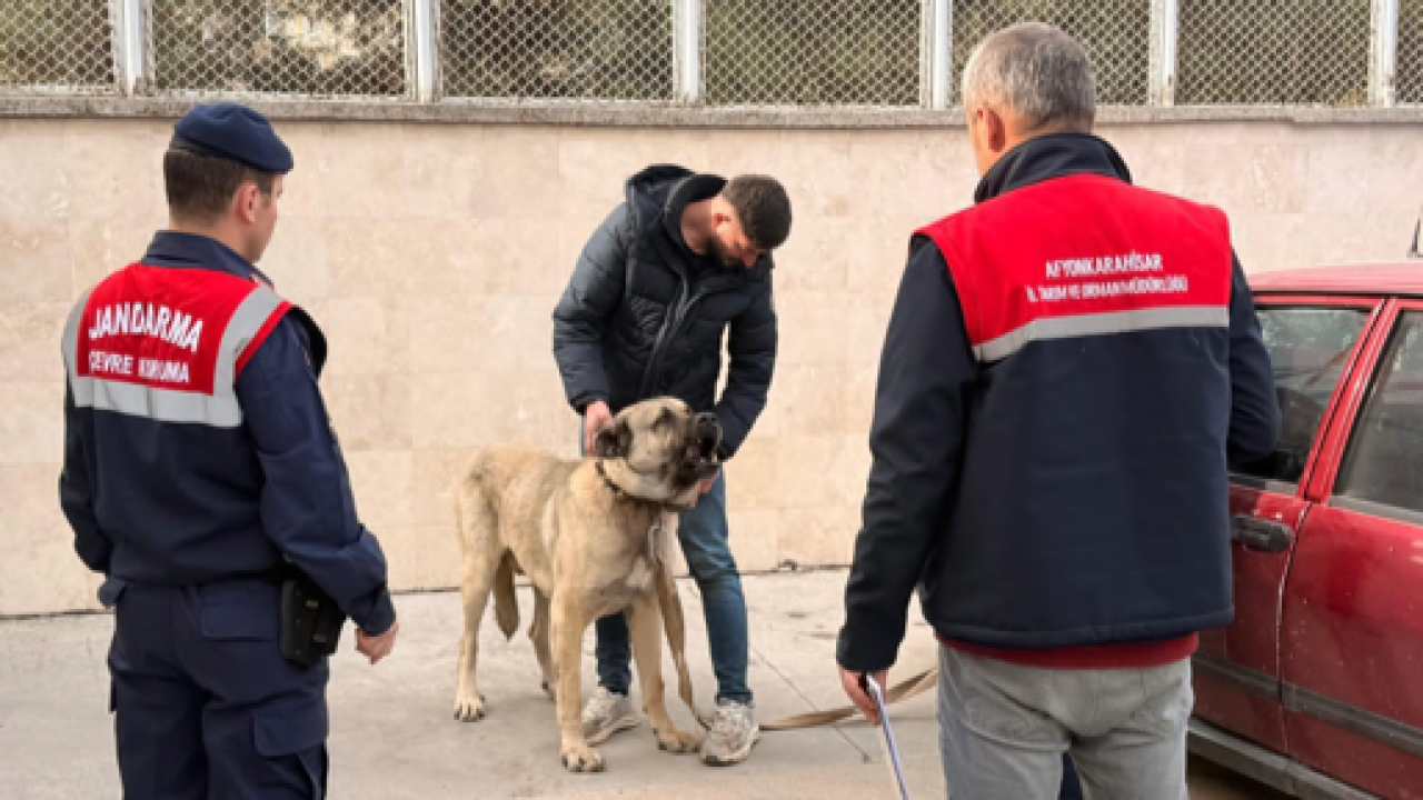 Jandarma Köpek Dövüşüne Baskın Yaptı: 12 Kişi Yakalandı