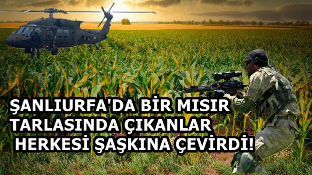 Şanlıurfa'da Mısır Tarlasında Çıkanlar Görenleri Şaşkına...