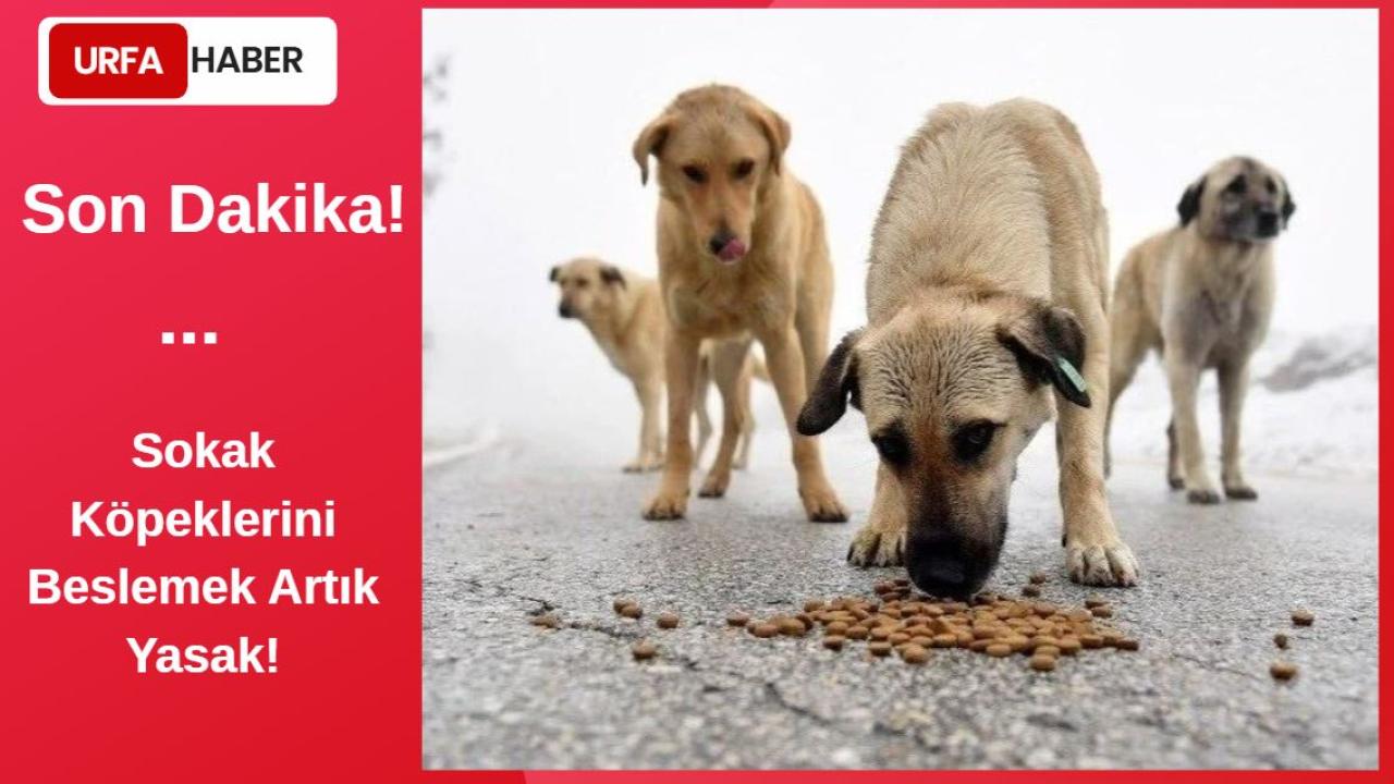Son Dakika... Sokak Köpeklerini Beslemek Artık Yasak!