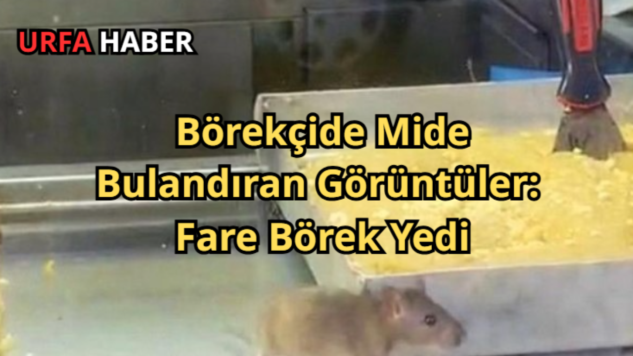 Börekçide Mide Bulandıran Görüntüler: Fare Börek Yedi