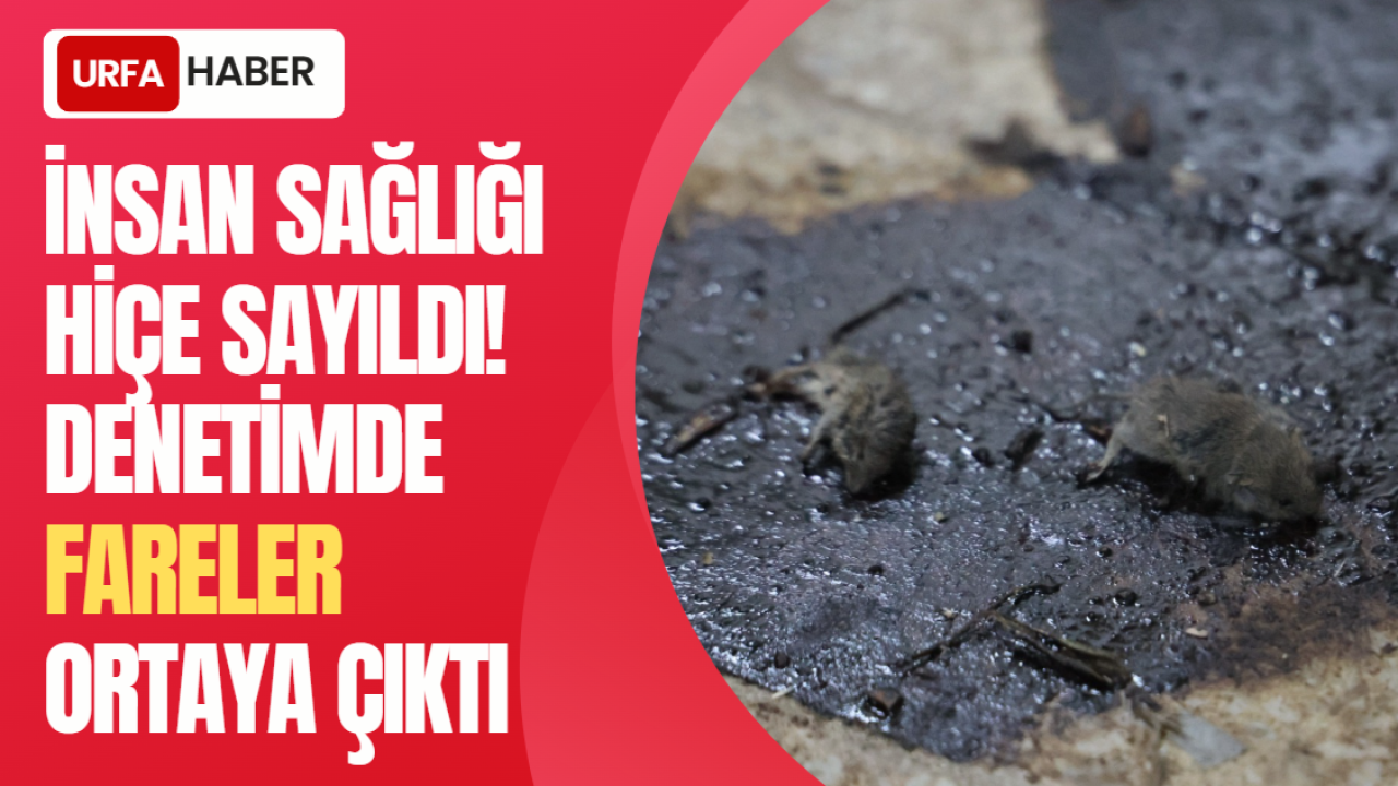 İnsan Sağlığı Hiçe Sayıldı! Denetimde Fareler Ortaya Çıktı