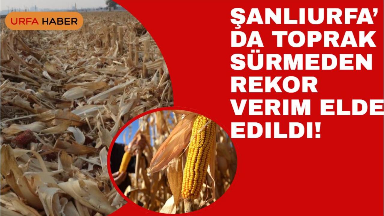 Şanlıurfa’da Toprak Sürmeden Rekor Verim Elde Edildi!