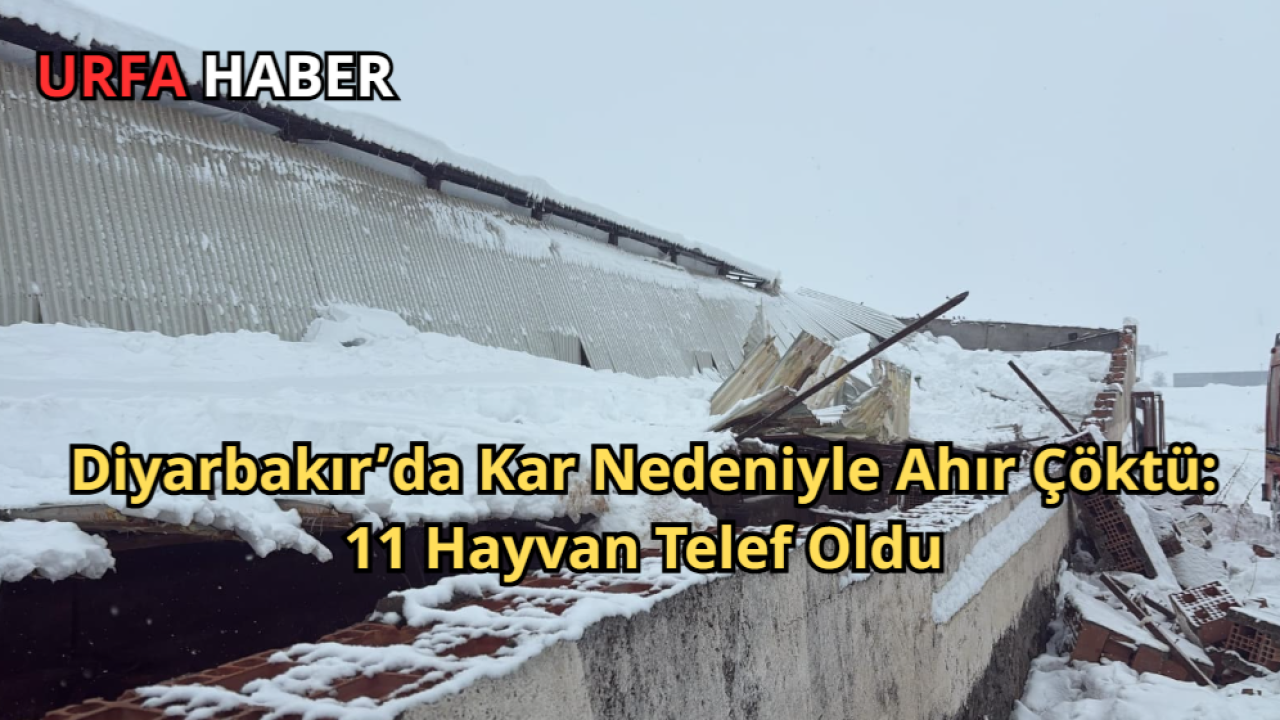 Diyarbakır’da Kar Nedeniyle Ahır Çöktü: 11 Hayvan Telef Oldu