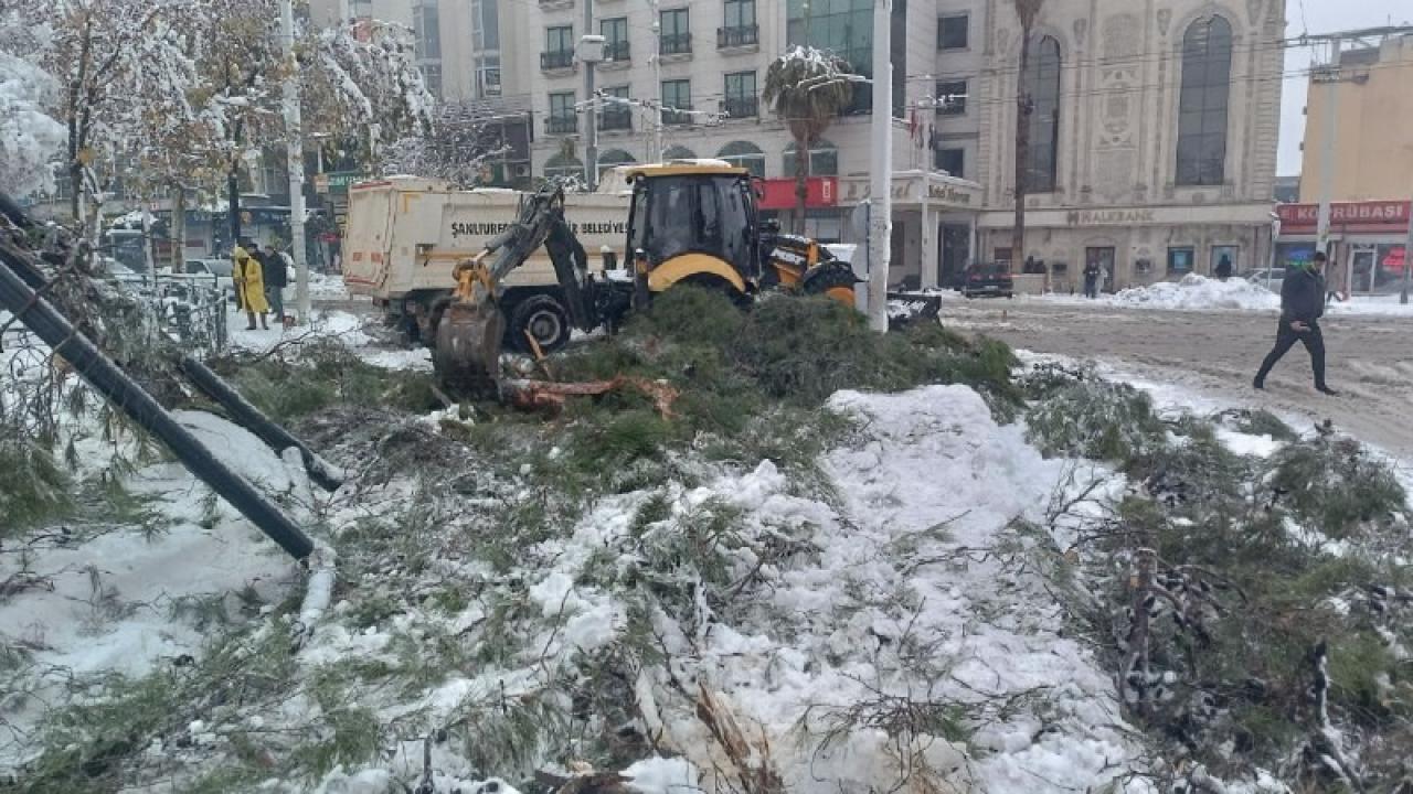 Karın ağırlığına dayanamayan ağaçlar devrildi.