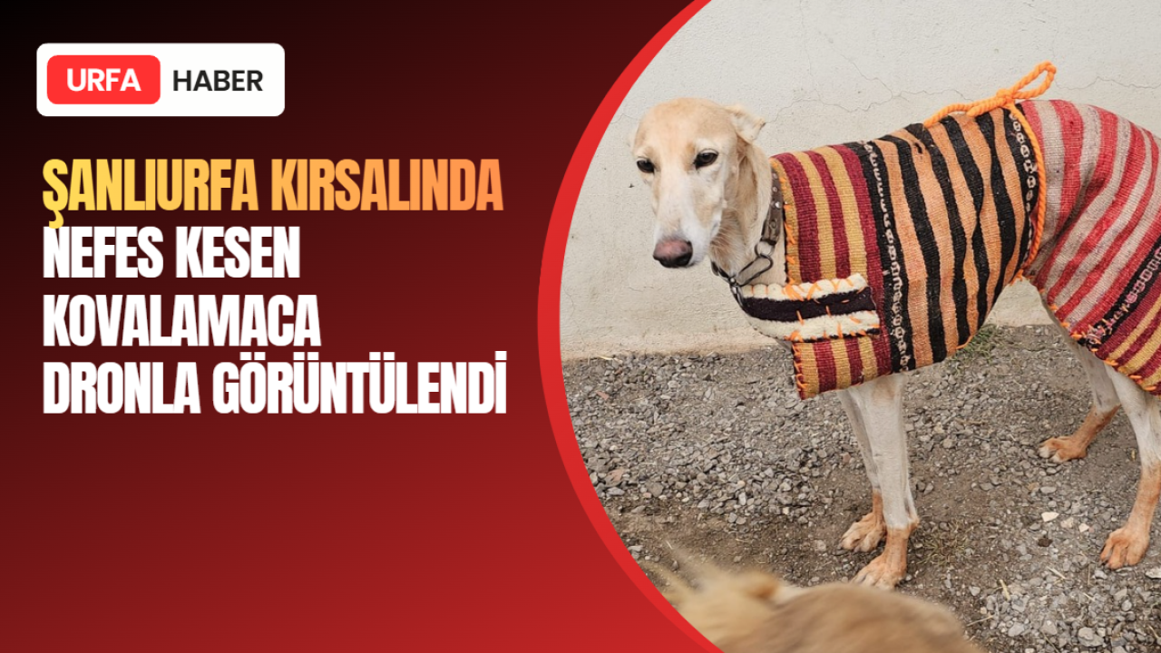 Şanlıurfa Kırsalında Nefes Kesen Kovalamaca Dronla Görüntülendi