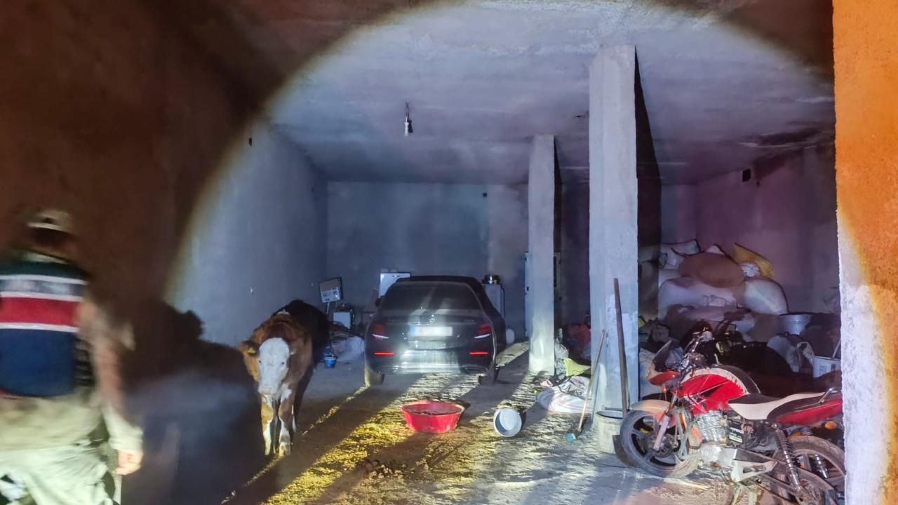Şanlıurfa'da hırsızlık olayı! Ahırda sakladı!