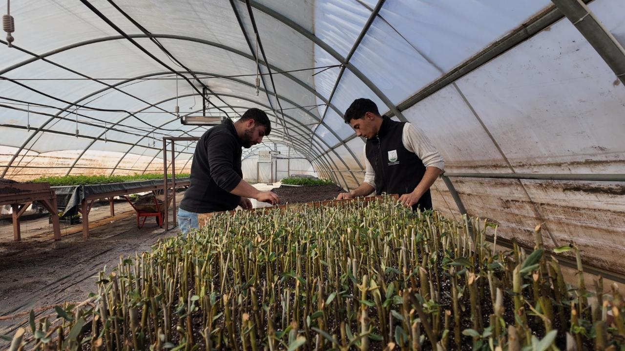 Büyükşehir 30 bin fidanın üretimine başladı!