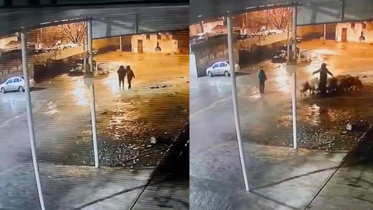 Şanlıurfa'da küçük baş hayvan hırsızlığı kameralara yansıdı!