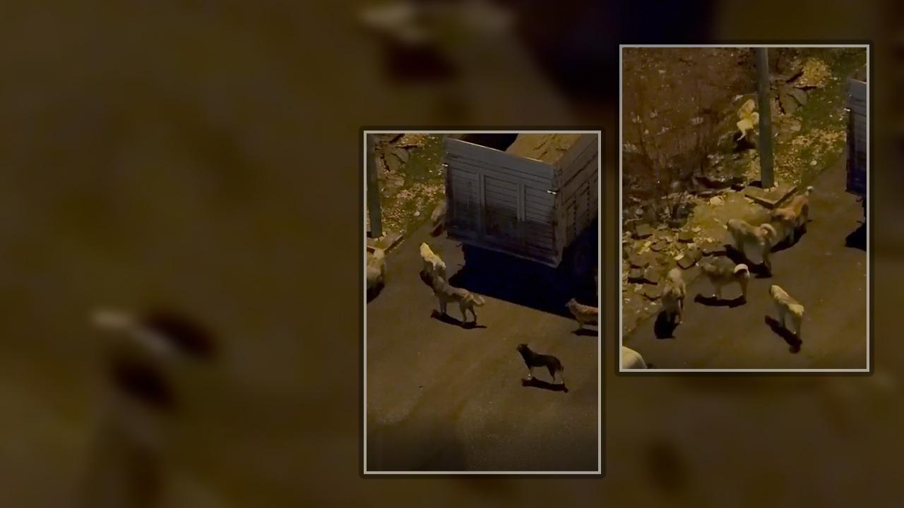 Şanlıurfa'da sokak köpekleri tedirginliğe neden oluyor!