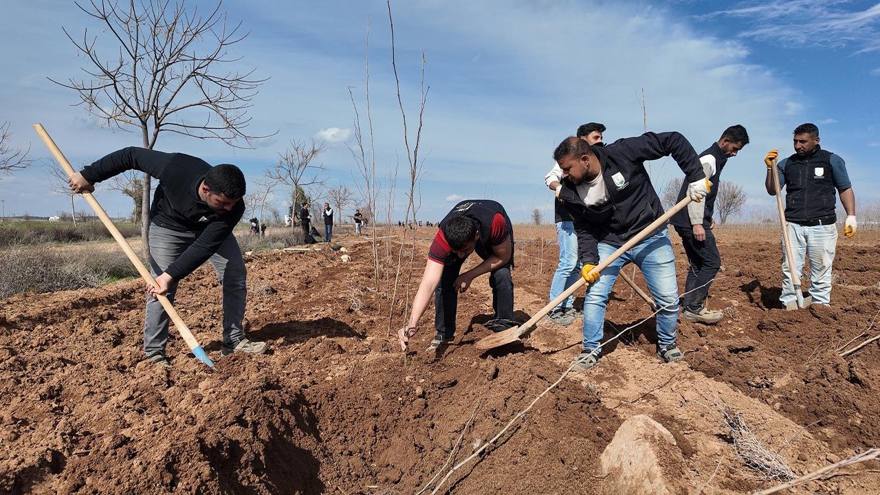 Urfa Büyükşehir Belediyesi’nden 20 bin çınarlık yeşil hamle!