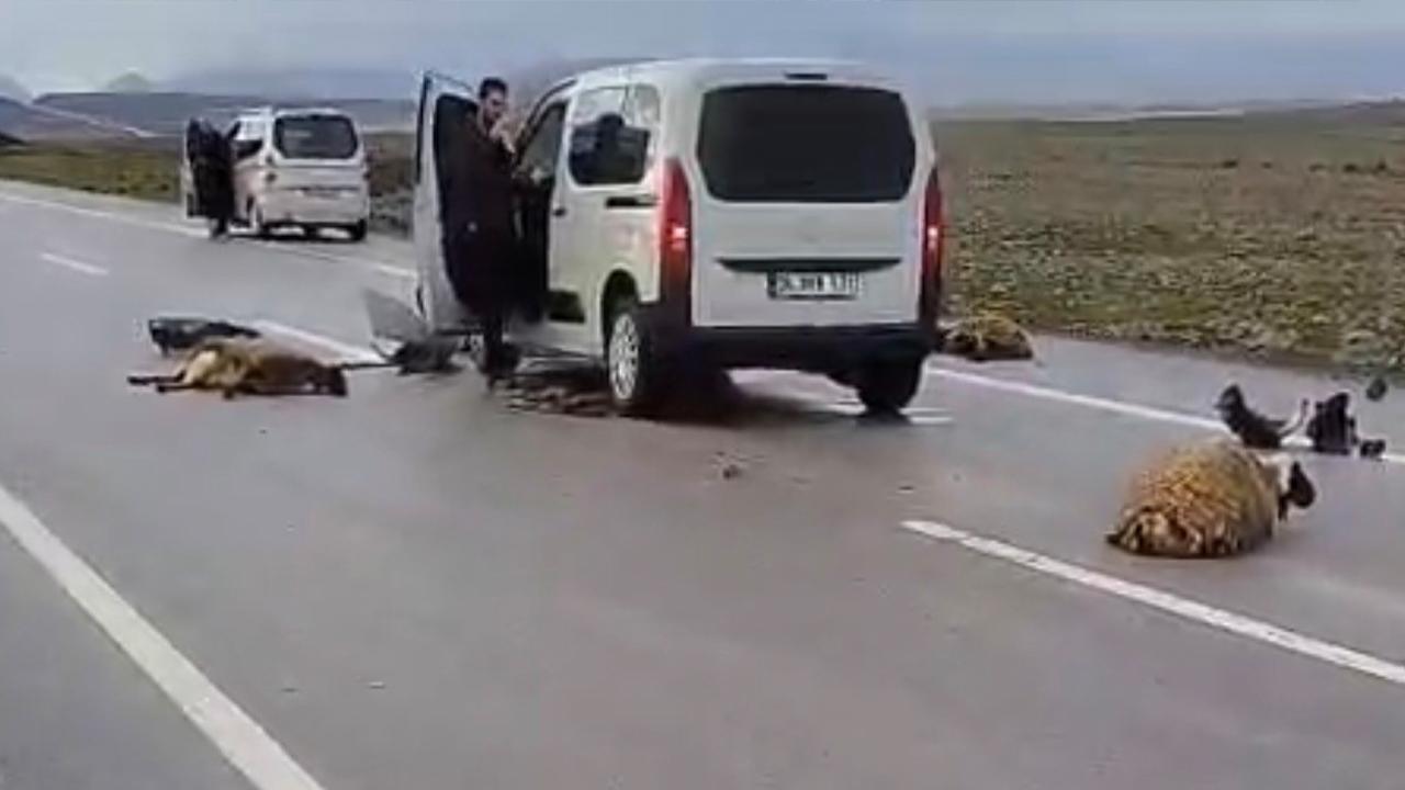 Urfa'da otomobil koyun sürüsüne çarptı!