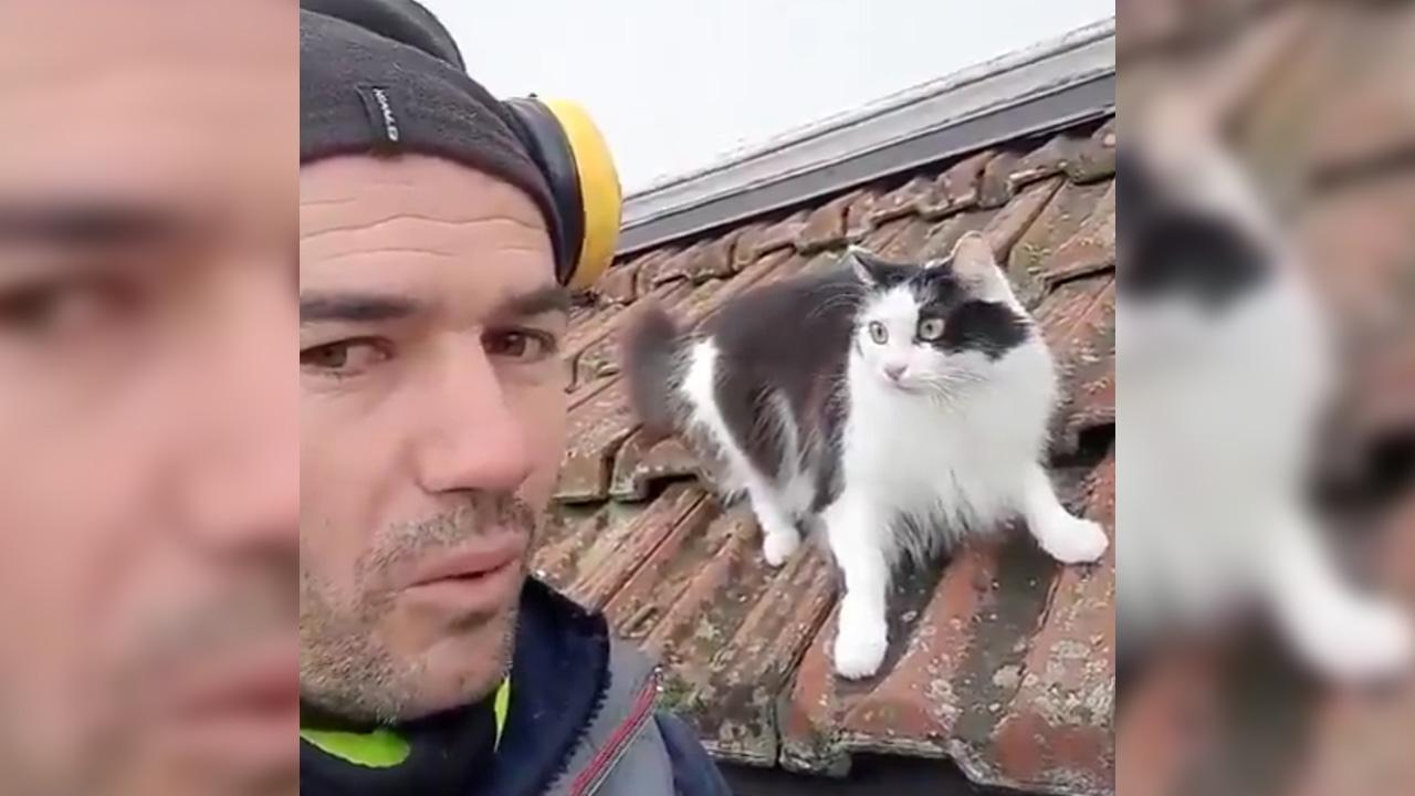 Kedi sesi çıkaran adam, kediyi şaşkına çevirdi!