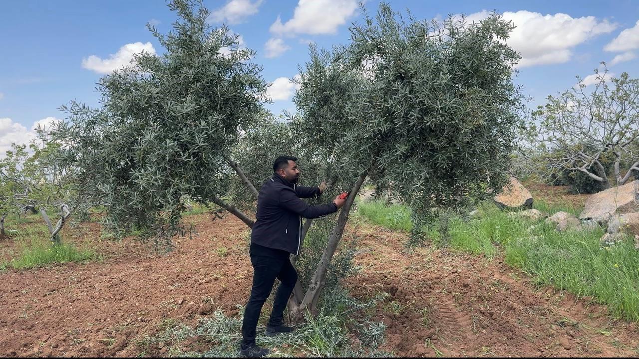 Şanlıurfa'da zeytin üreticilerine kritik uyarı!