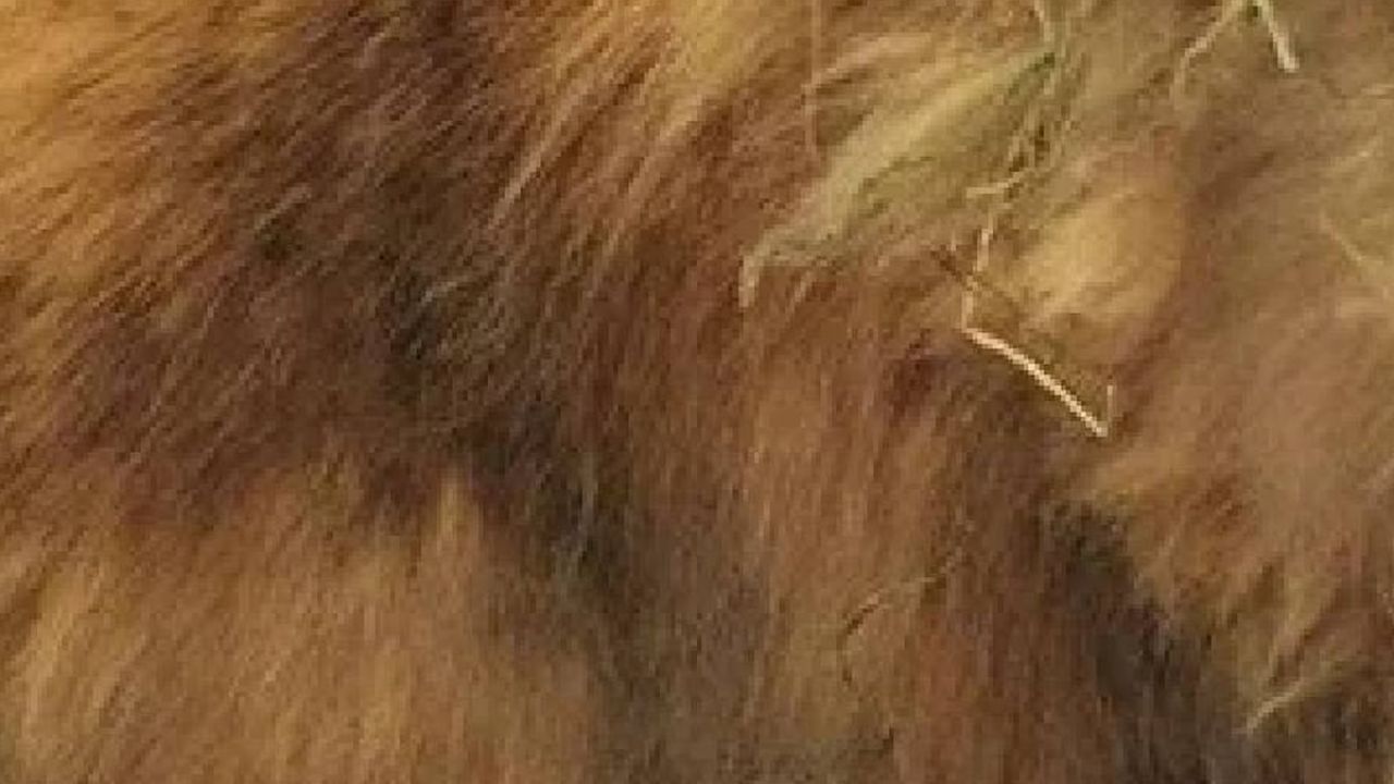 Türünün en yaşlısı seçildi: 15 yıl yaşıyla rekor kırdı