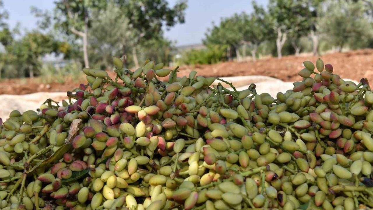 Urfa'da fıstık deposu projesi!