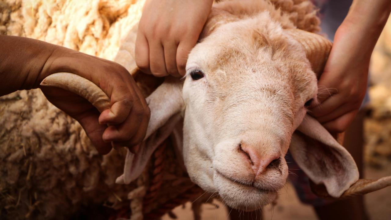 Eyyübiye'de kurban satış ve kesim yerleri beli oldu!