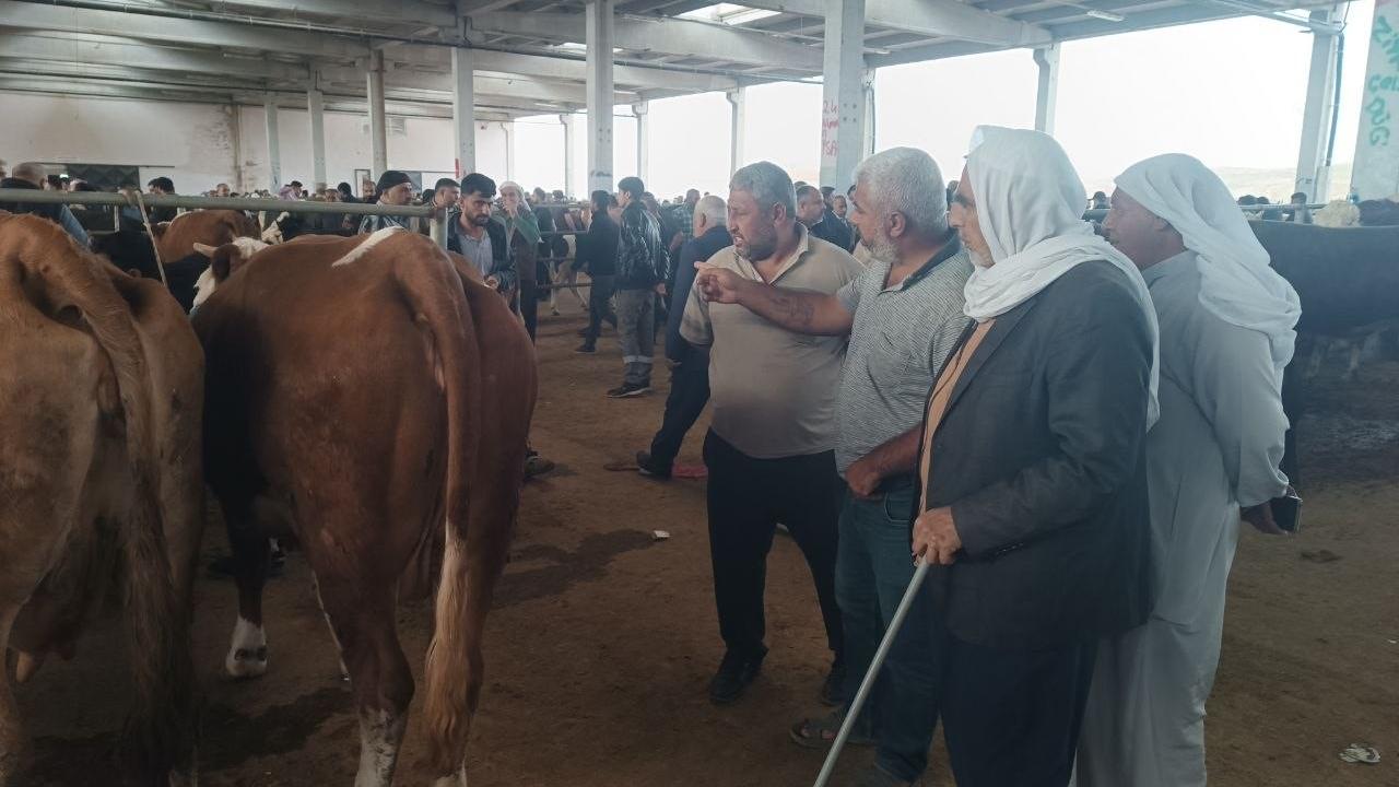 Şanlıurfa'da komisyoncularla besicilerin rekabeti başladı!