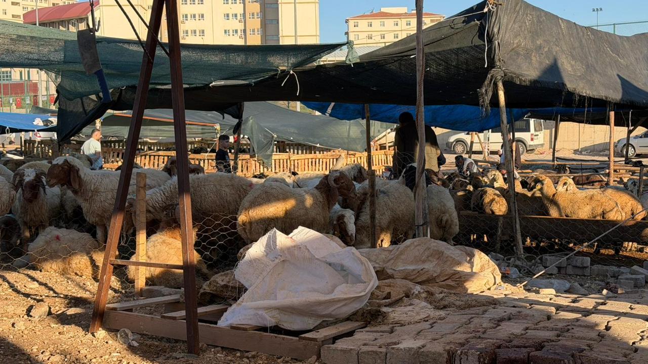 Şanlıurfa’da Kurban Bayramı yoğunluğu!