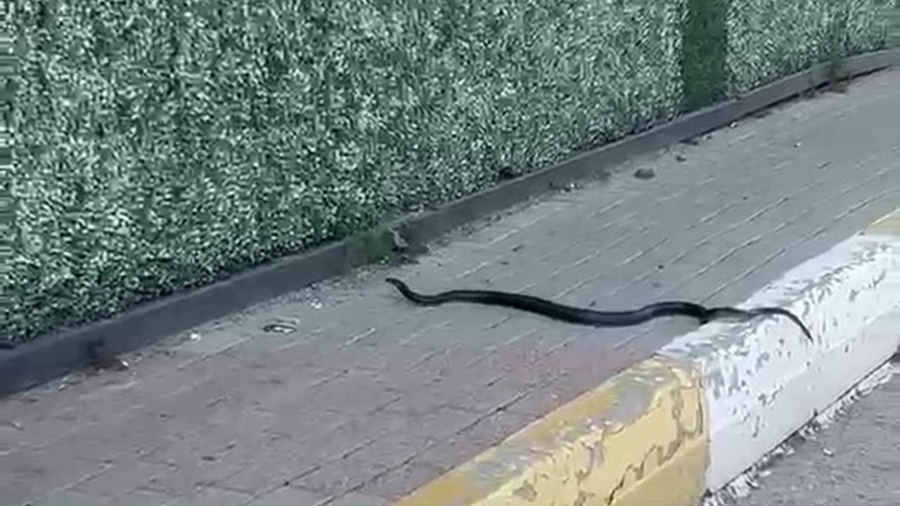 Şehir merkezinde yılan alarmı: O anlar kameraya yansıdı!
