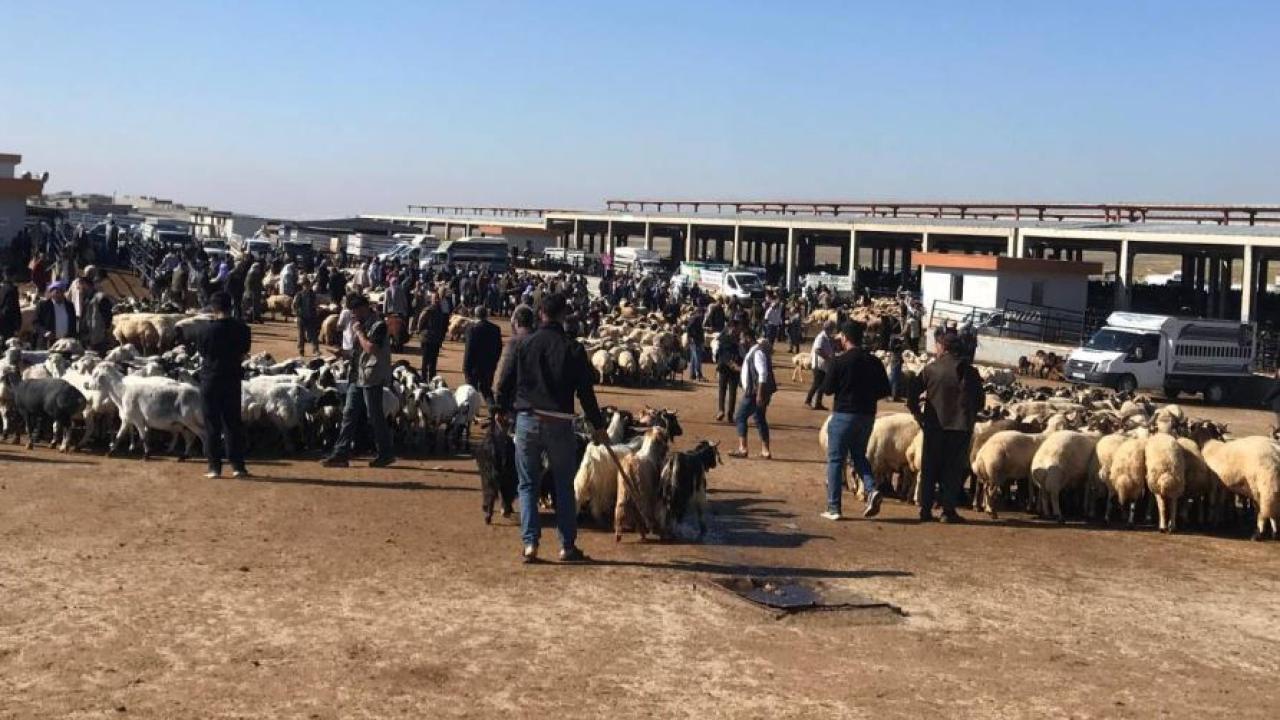 Urfa hayvan pazarında küpe ve rapor sorunu! Esnaf çözüm bekliyor!