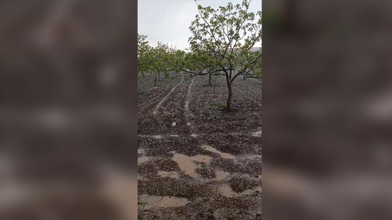 Urfa'da dolu yağdı: Tarım alanlarına zarara neden oldu!
