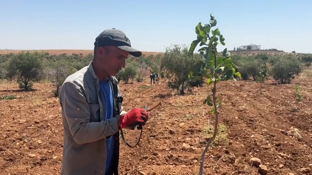 Fıstık üreticileri dikkat: Hassas dönem başladı!