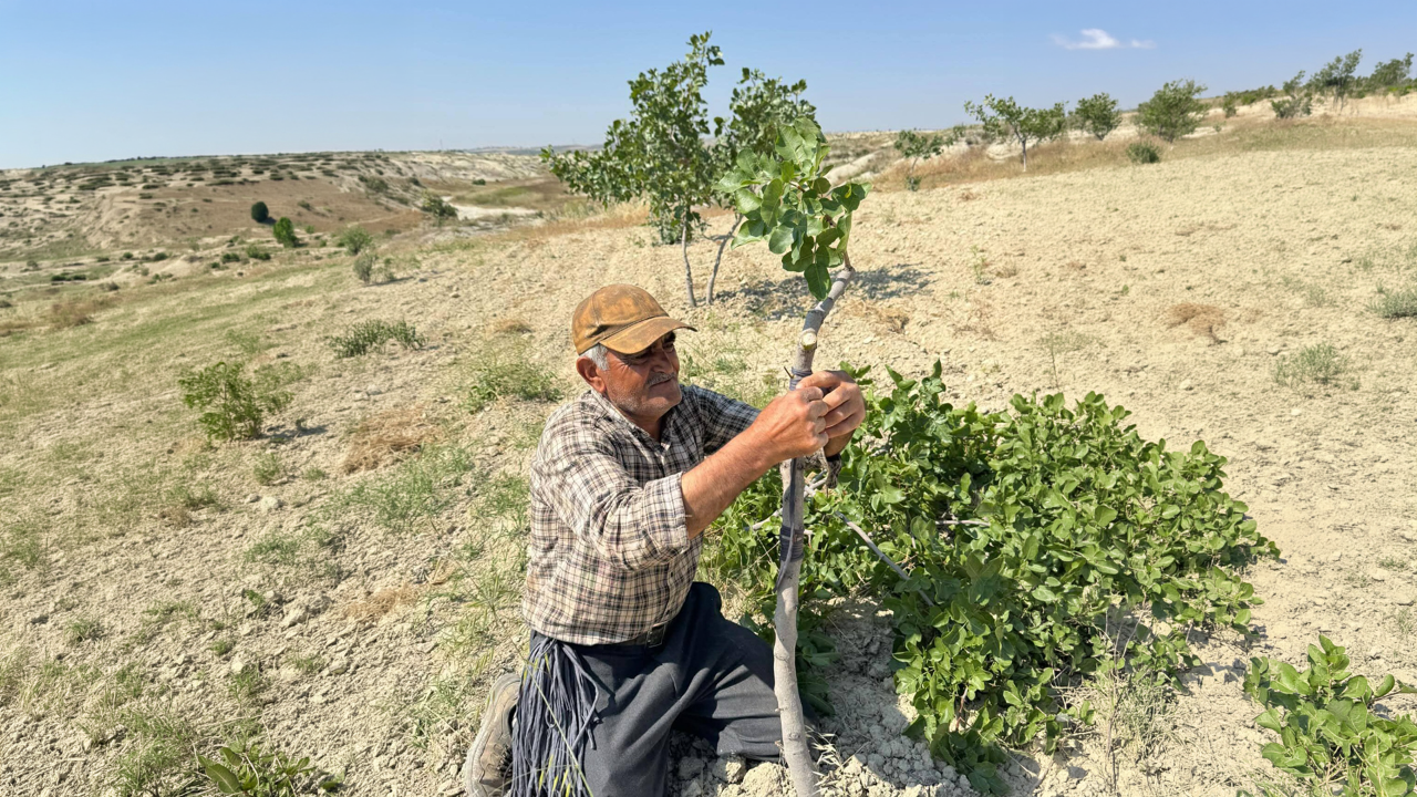 Şanlıurfa’da sıcakta zorlu mesai: Fıstık aşısı başladı!