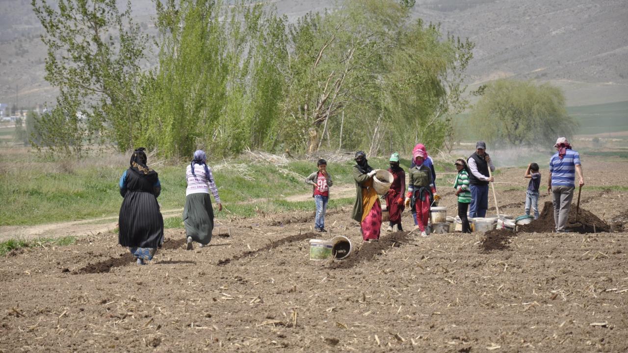 Tarımın görünmeyen kahramanları: Şanlıurfa'lı işçiler!