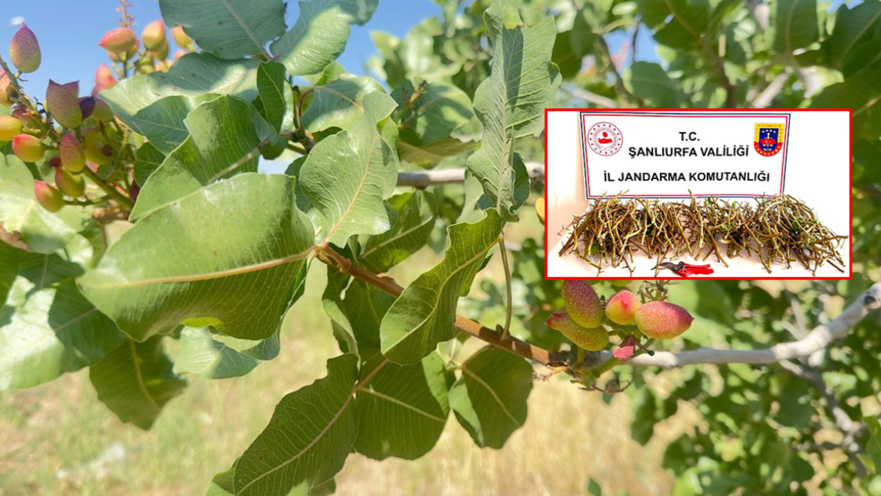 TİGEM bahçesinden fıstık dalı çalan şahıslar suçüstü yakalandı