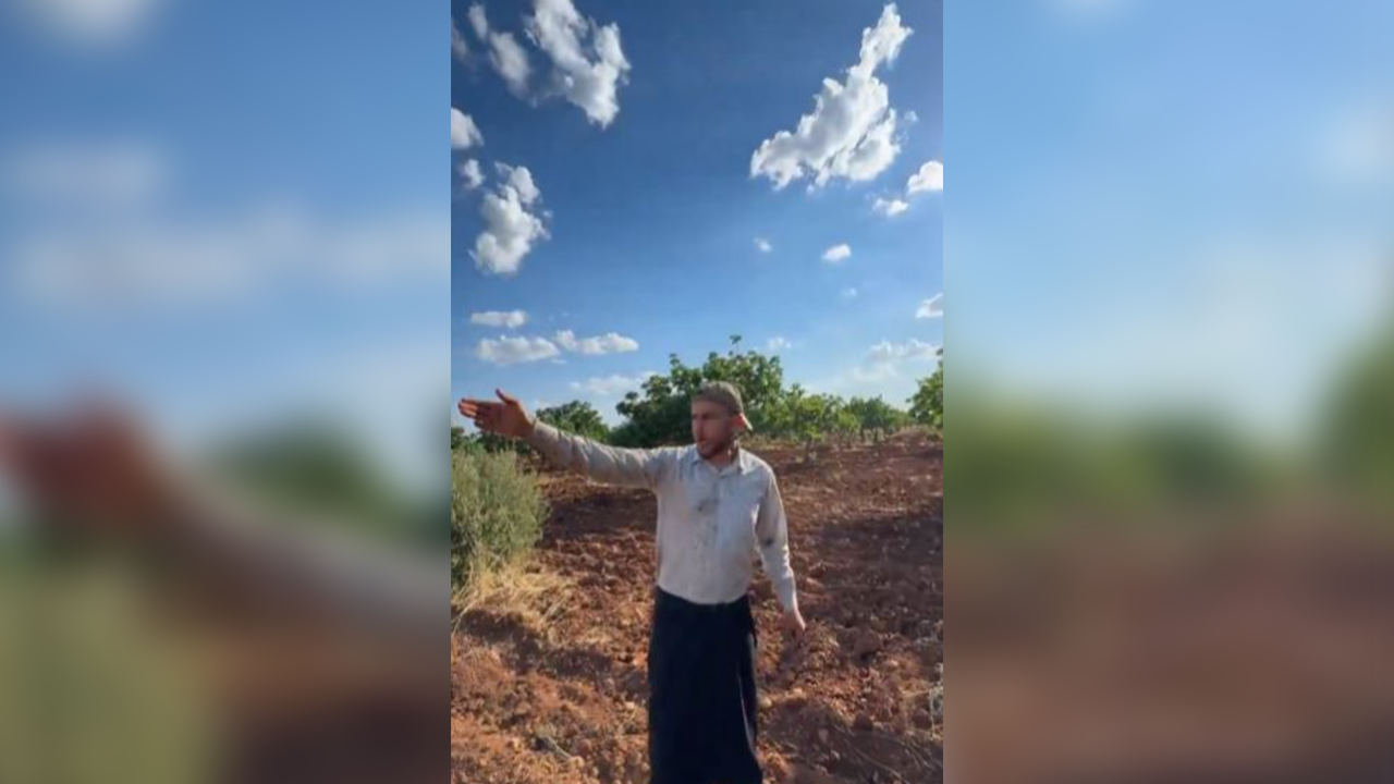 Urfa'da fıstık ağaçlarındaki fark dikkat çekti!