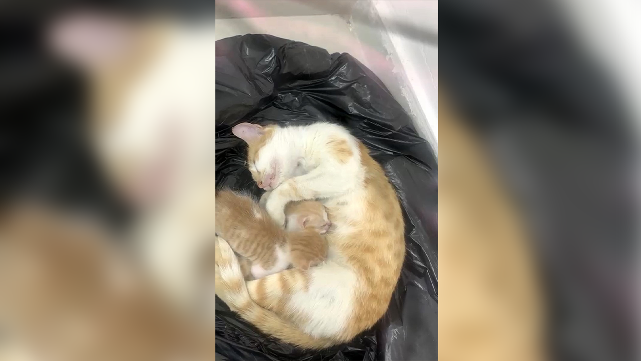 Anne kedi yavrularıyla Sosyal Yardımlaşma Vakfı'na sığındı!