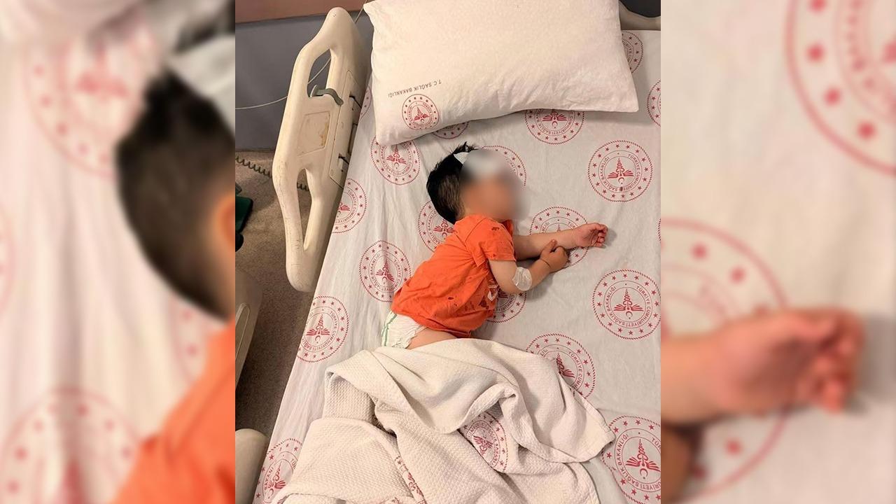 Urfa'da köpeğin saldırdığı bebek ilgili yeni gelişme!