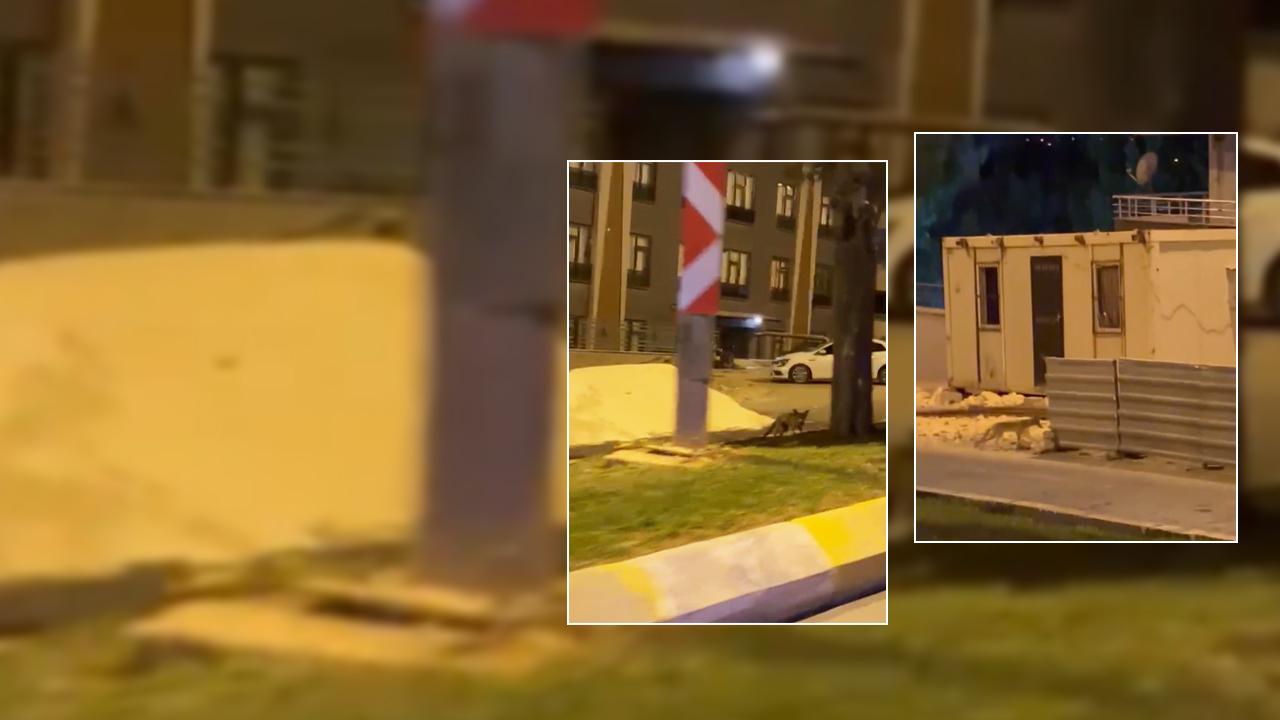 Urfa'da aç kalan tilki şehir merkezine indi: O anlar kamerada!
