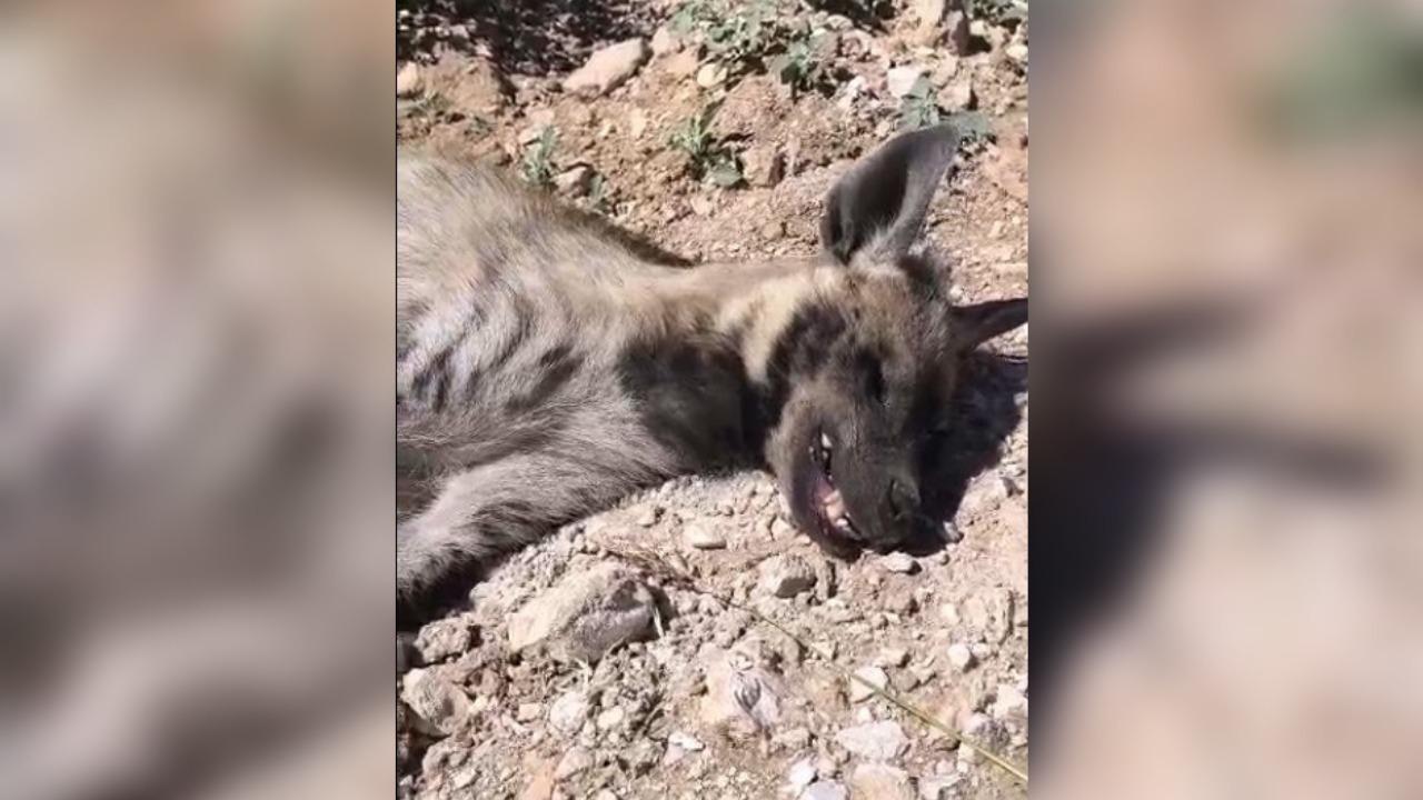 Urfa'da nesli tükenmekte olan hayvan ölü bulundu!