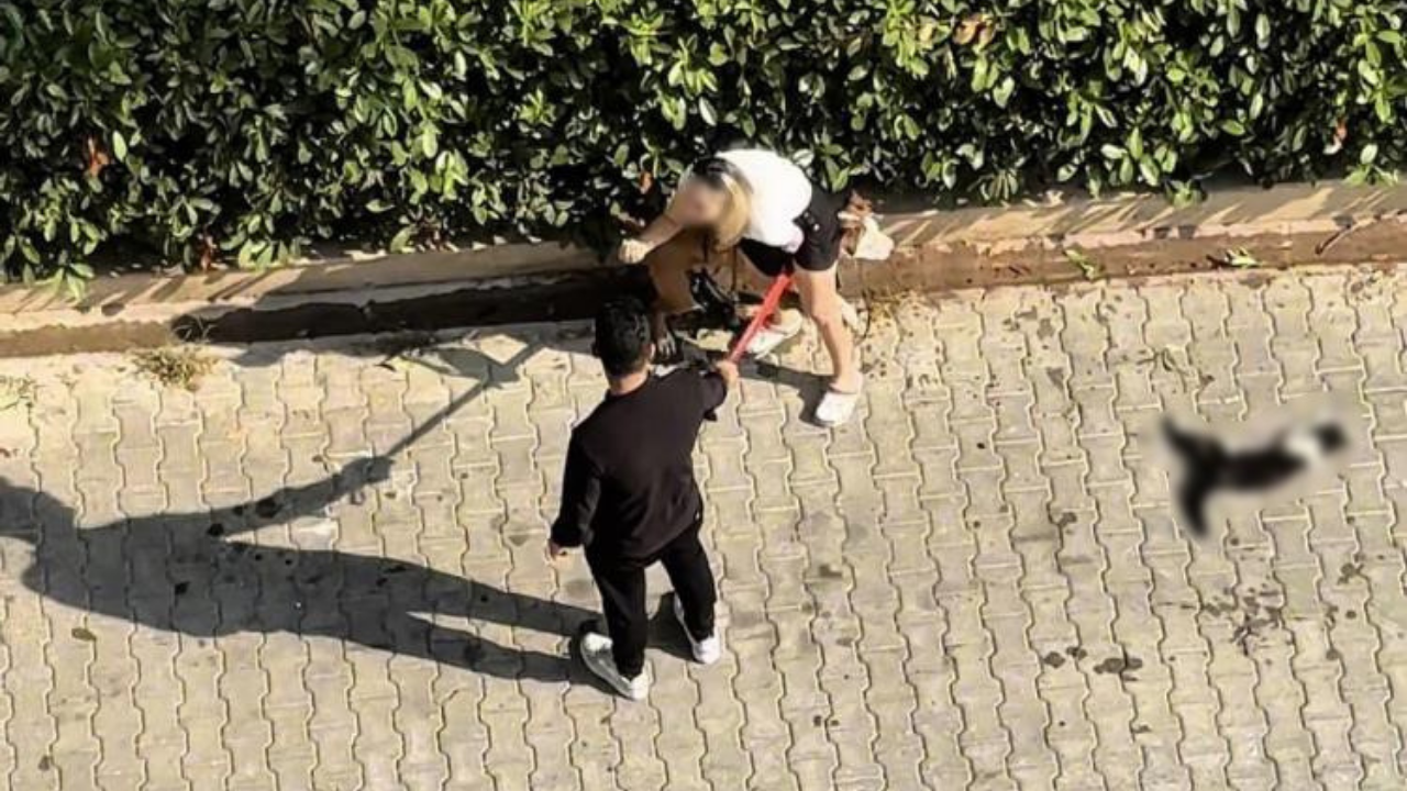 Kediye saldıran pitbullun sahibine para cezası!