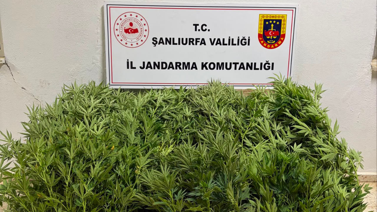 Akçakale'de zehir tacirlerine operasyon!