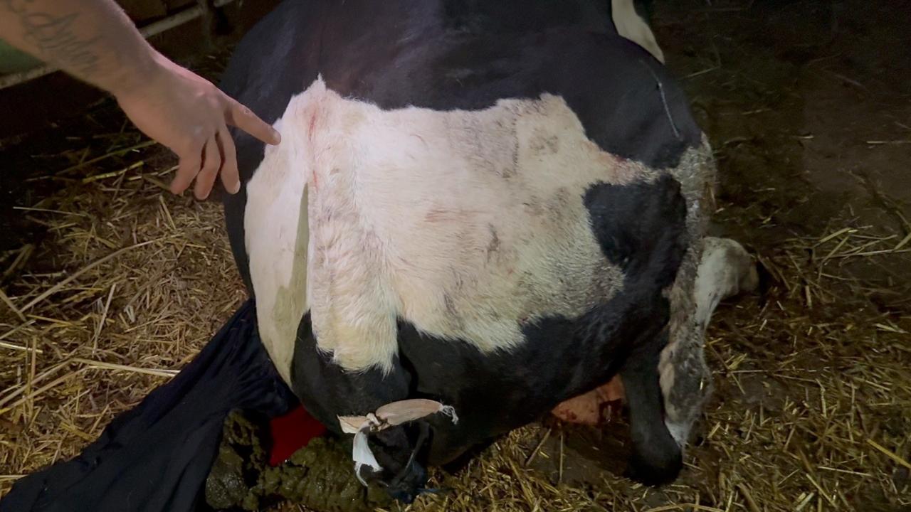 Bahçesine giren dananın kuyruğunu baltayla kesti!