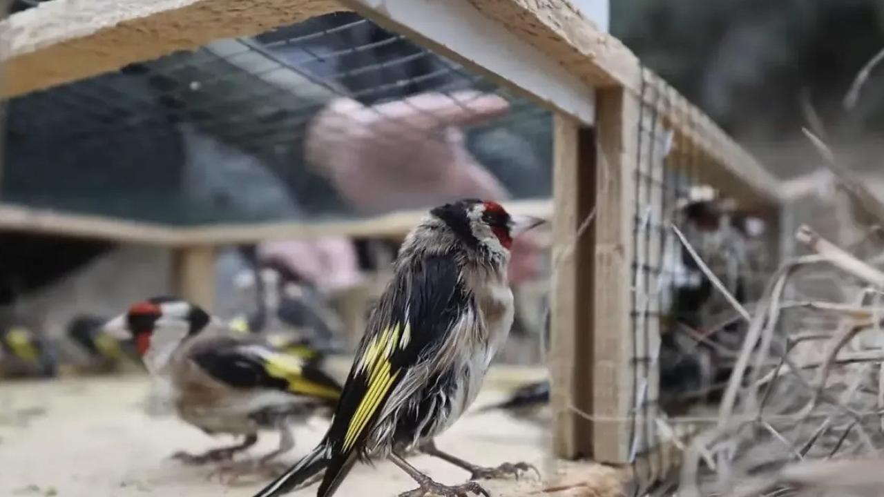 Kaçak şekilde avlandı: Rekor ceza yedi!