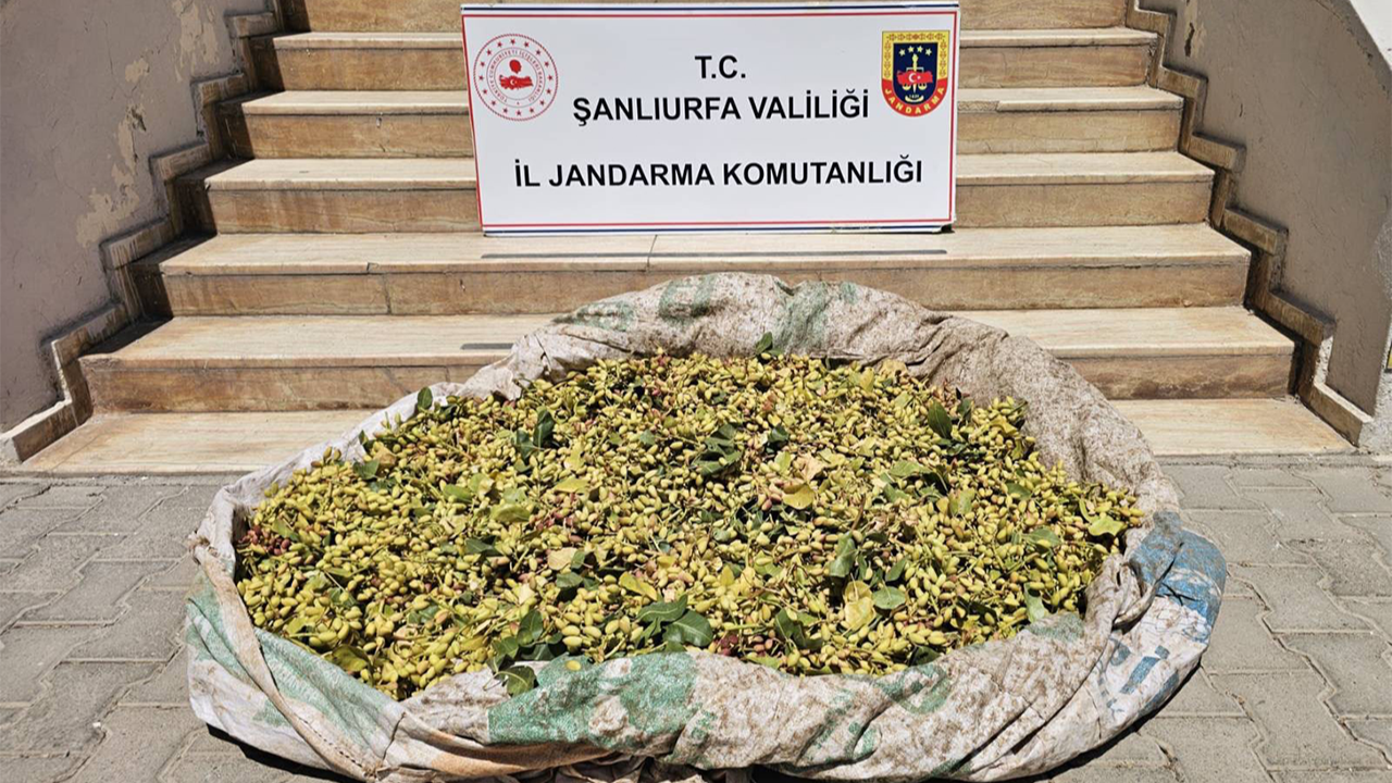 Urfa'da fıstık hırsızları yakayı ele verdi!