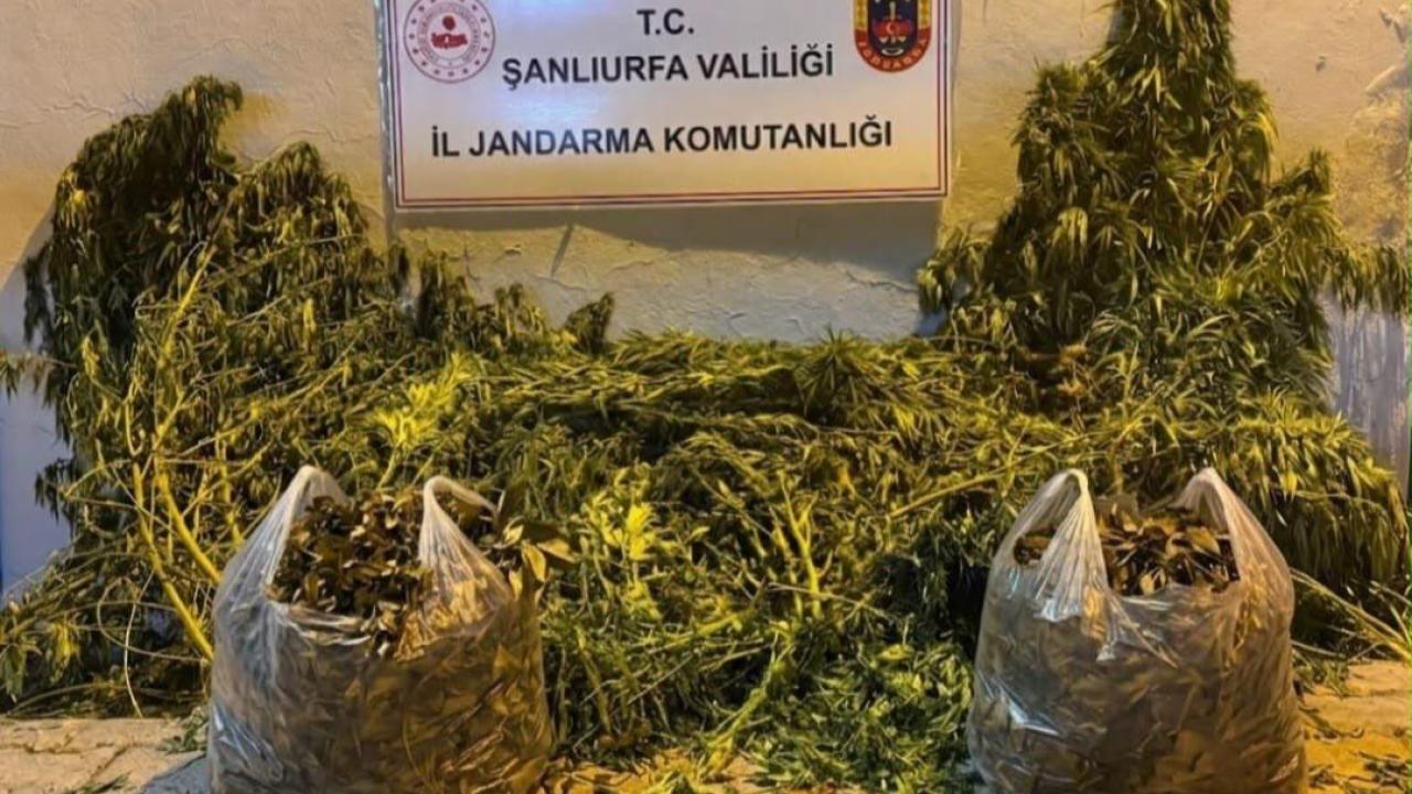 Urfa'da zehir tacirlerine baskın! Yüzlerce kök kenevir ele geçirildi!