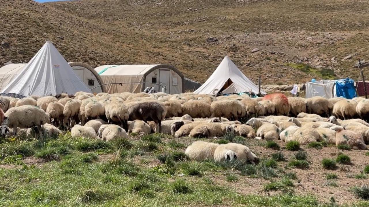 Çoban maaşı 150 bin liraya çıktı! Sorun çözülemedi!